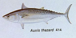 Auxis thazard